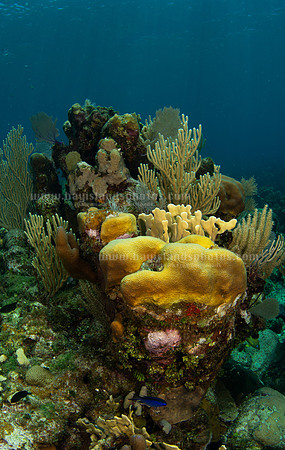 SJ1_6594