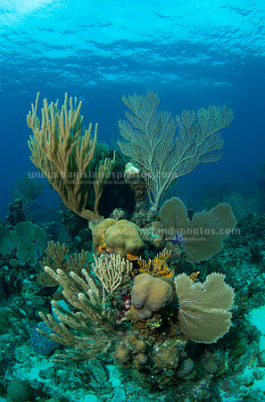 SJ1_5820