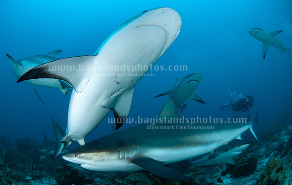SJ3_5403