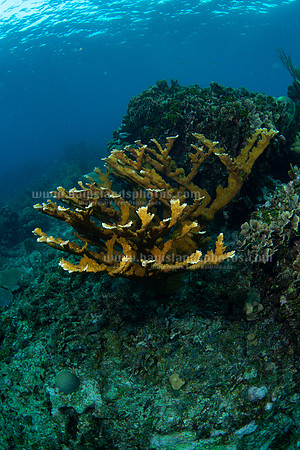 SJ1_5838