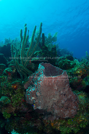 SJ1_5865