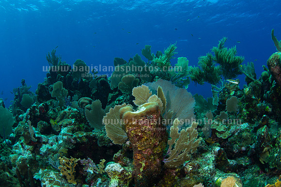 SJ1_5889