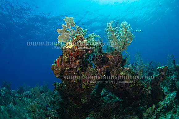 SJ1_5896
