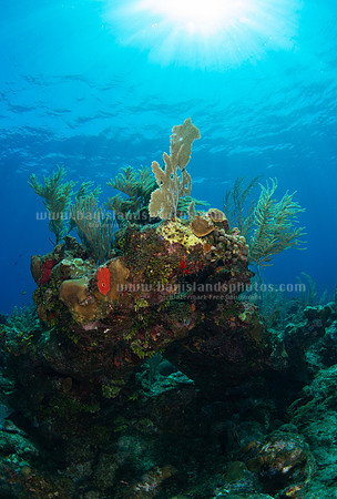 SJ1_5899