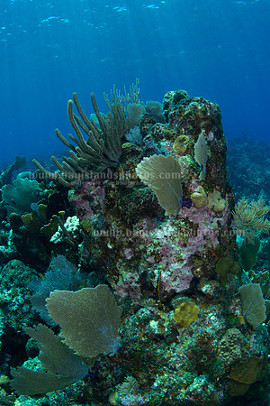 SJ1_5924