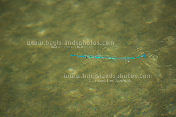SJ1_6087