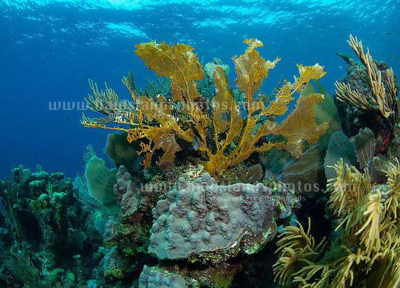 SJ1_5830