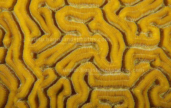 SJ1_2462